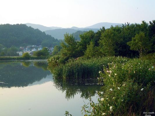 Saltville - Well Fields
SWAMP ROSE MALLOWS IN BLOOM  /  WELL FIELDS  /  SALTVILLE, VA.  /  JULY 31, 2007  /  7:45 P.M.  Courtesy of Don Smith [email]dsmith1043@comcast,net[.email[
