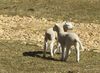 ILoveEwe~0.jpg