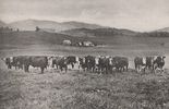 Filename=cattlesmythco.jpg
Filesize=193KiB
Dimensions=977x630
Date added=Feb 04, 2006 cattlesmythco.jpg