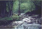 Filename=elkcreek.jpg
Filesize=63KiB
Dimensions=717x493
Date added=Jan 18, 2006 elkcreek.jpg