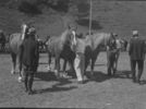 Filename=horseshow2.jpg
Filesize=127KiB
Dimensions=910x679
Date added=May 31, 2006 horseshow2.jpg