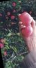 Filename=pickingapplesm.jpg
Filesize=204KiB
Dimensions=750x1432
Date added=Jul 13, 2007 pickingapplesm.jpg