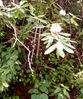 Filename=rhodendron1.jpg
Filesize=80KiB
Dimensions=444x530
Date added=Jan 16, 2006 rhodendron1.jpg