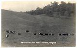 tazewellcattle20s.jpg