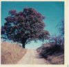 oak-tree-color.jpg