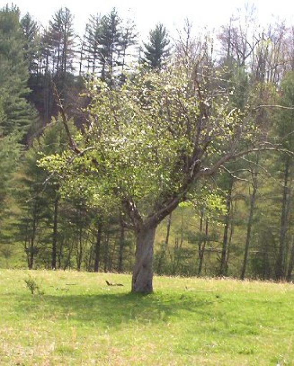 appletree Apple Tree near the David Blevins Cemetery